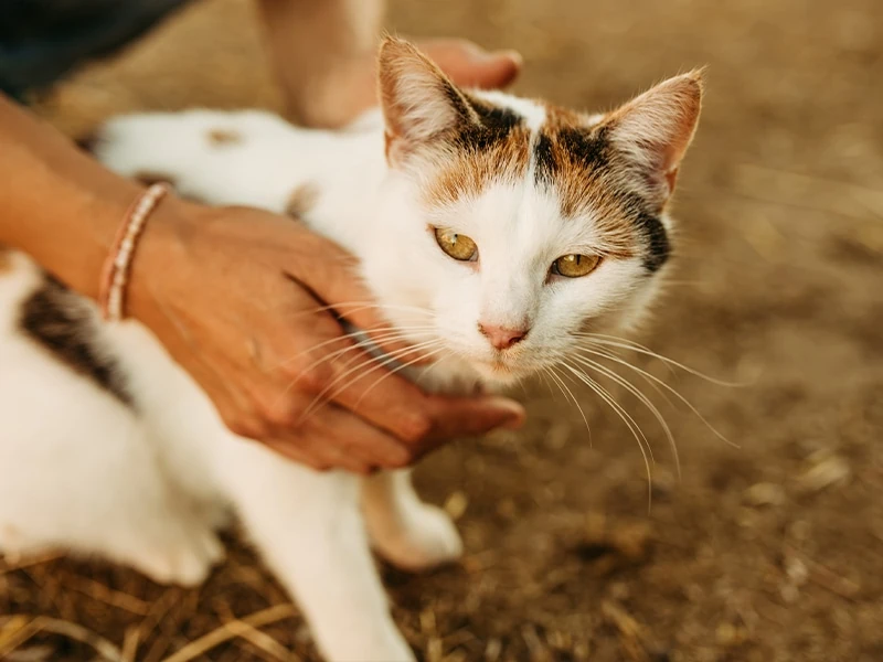 bettina-benz-tierheilpraxis-02 Chinesische Tierheilmedizin