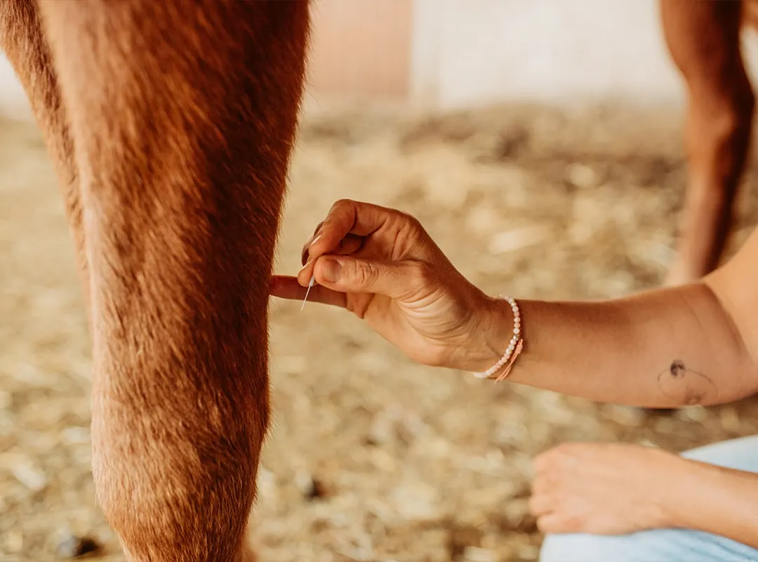 Chinesische Tierheilmedizin Akupunktur
