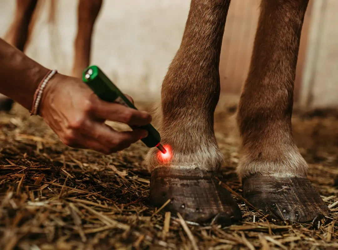 Chinesische Tierheilmedizin Akupunktur