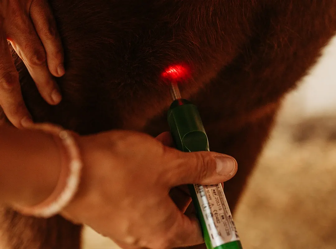 Chinesische Tierheilmedizin Akupunktur
