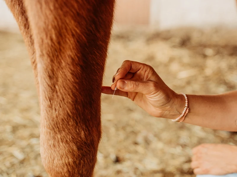 Chinesische Tierheilmedizin Akupunktur Chinesische Tierheilmedizin Akupunktur