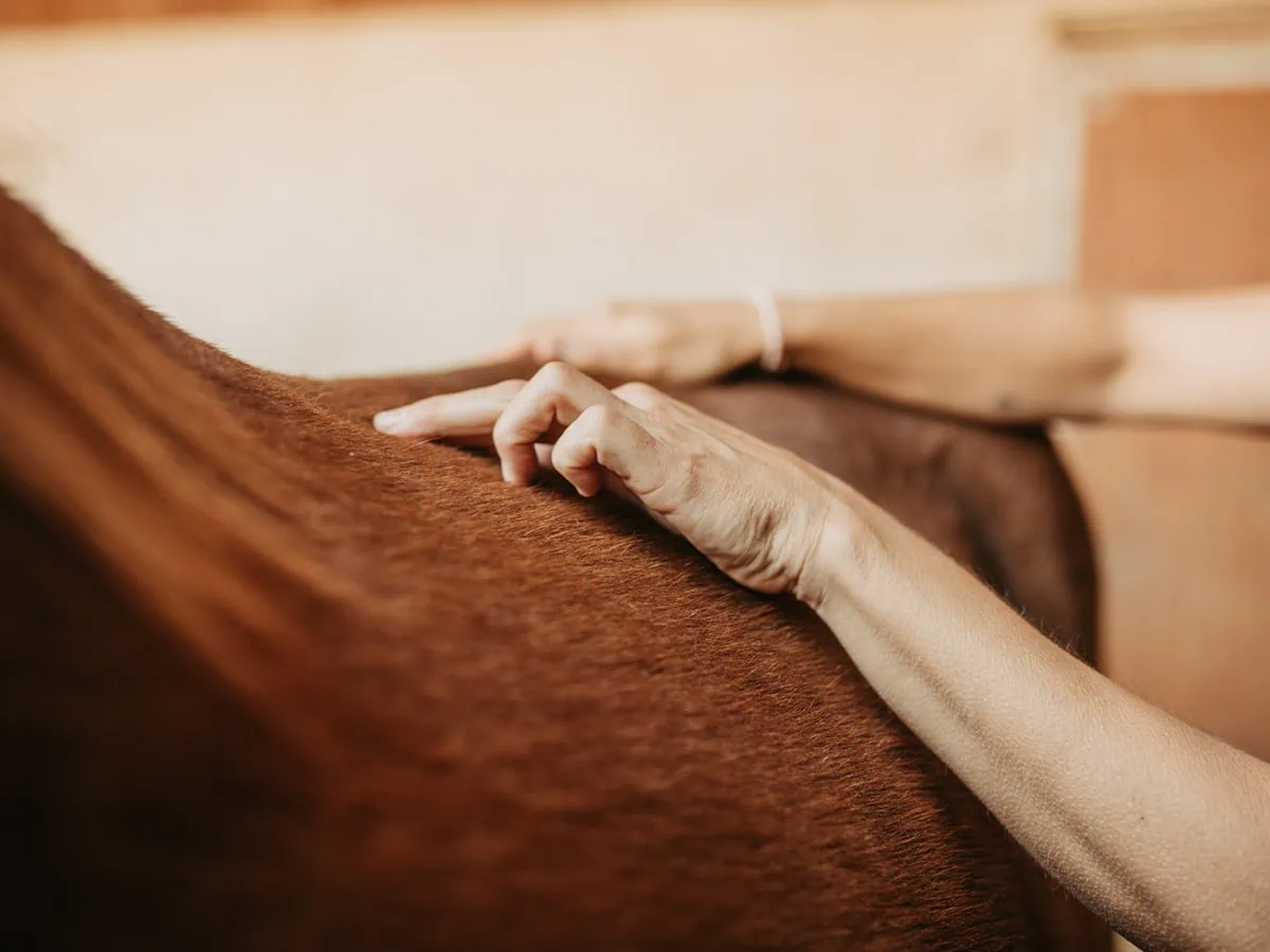 Chinesische Tierheilmedizin