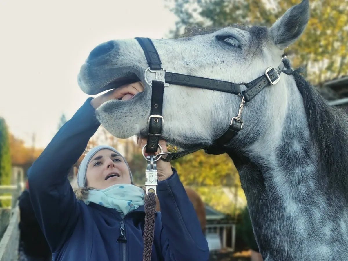 Chinesische Tierheilmedizin