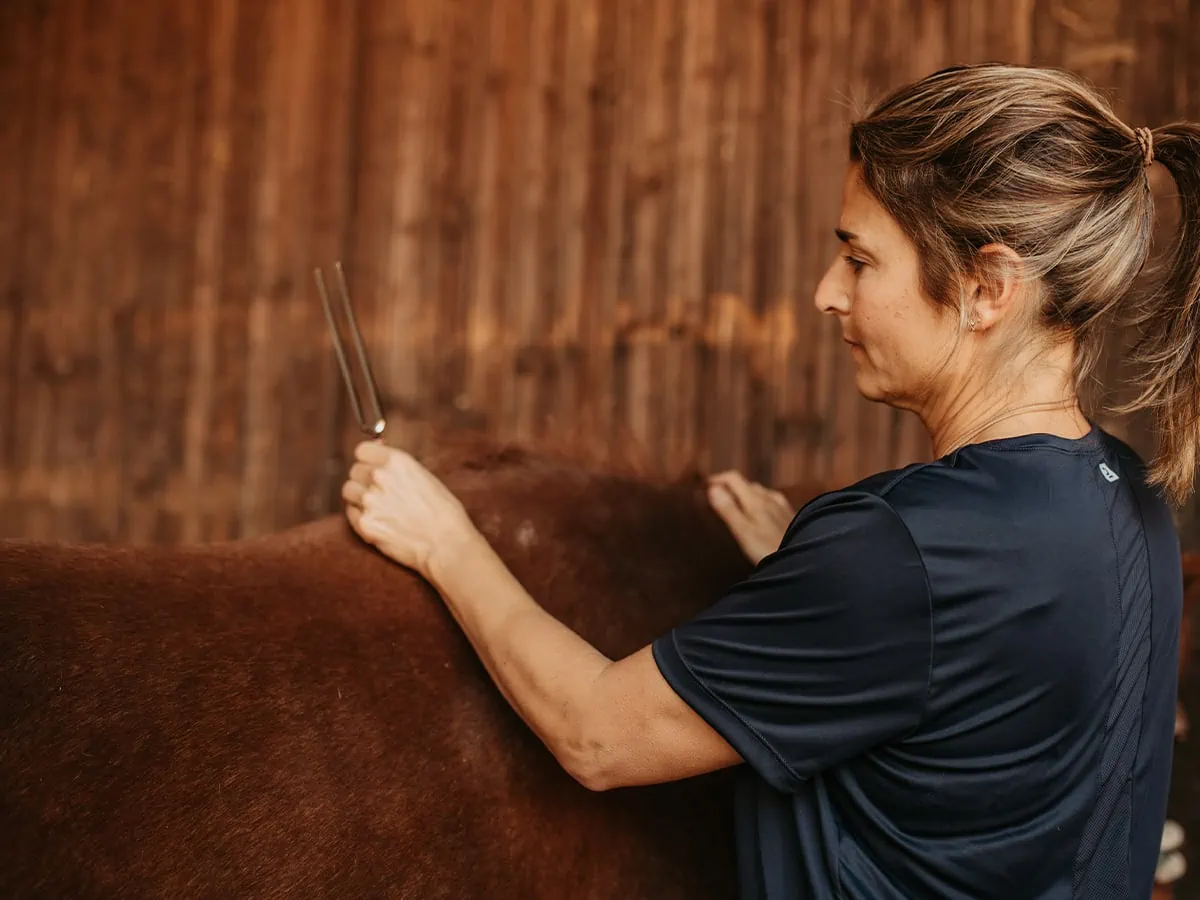Chinesische Tierheilmedizin Phonophorese
