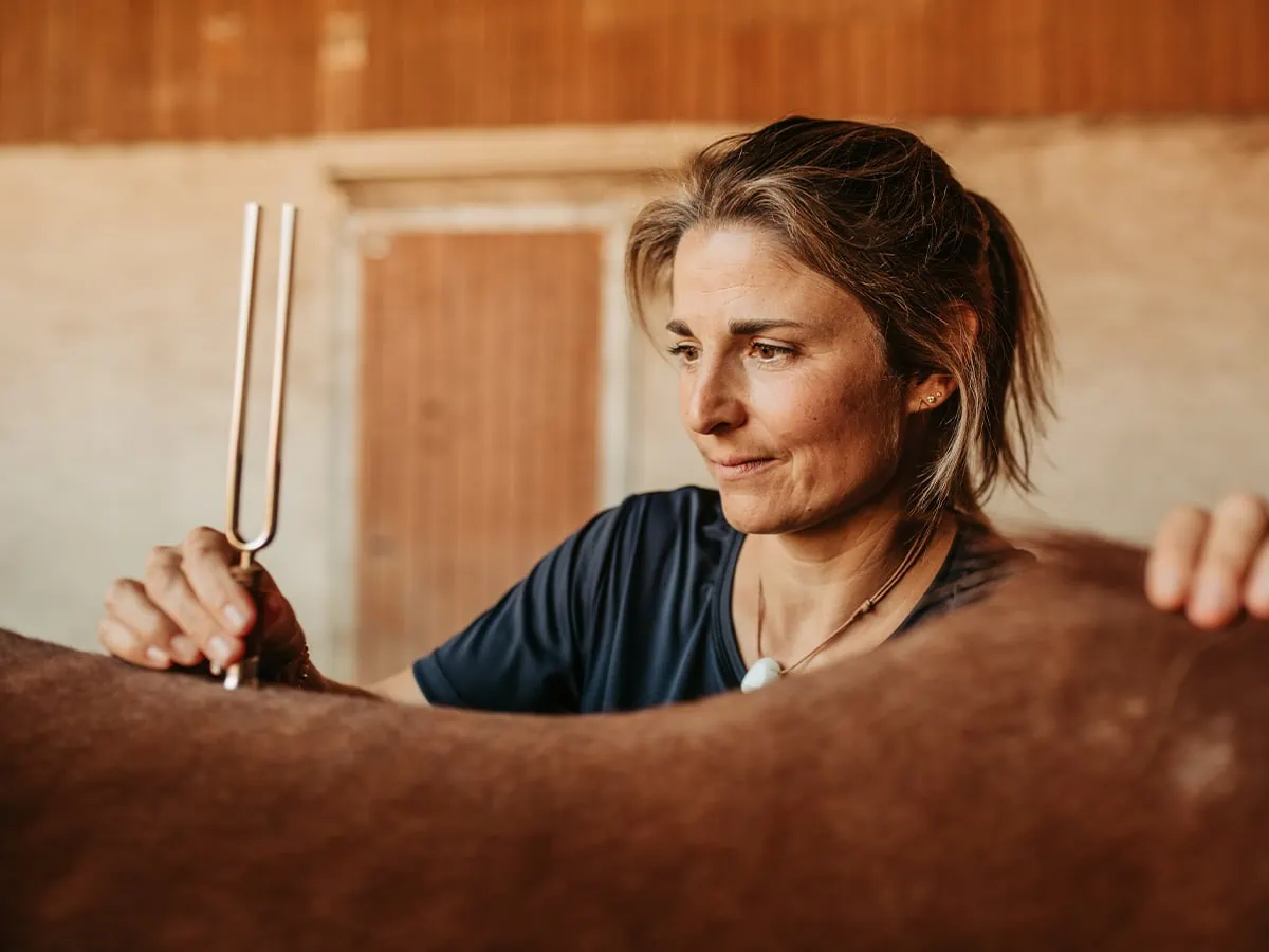 Chinesische Tierheilmedizin Phonophorese